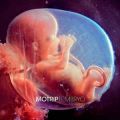 MoTrip, Embryo