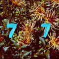 B77, Fleur EP