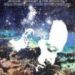 Michael Leonhart & The Asvamina, Seahorse And The Storyteller