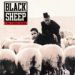 Black Sheep, A Wolf In Sheep's Clothing